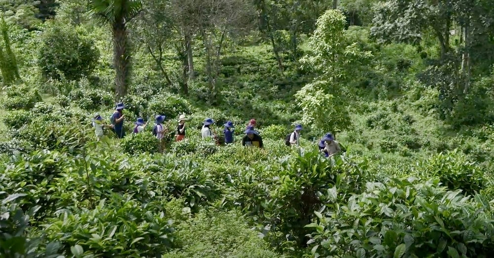 Cách đi rừng an toàn