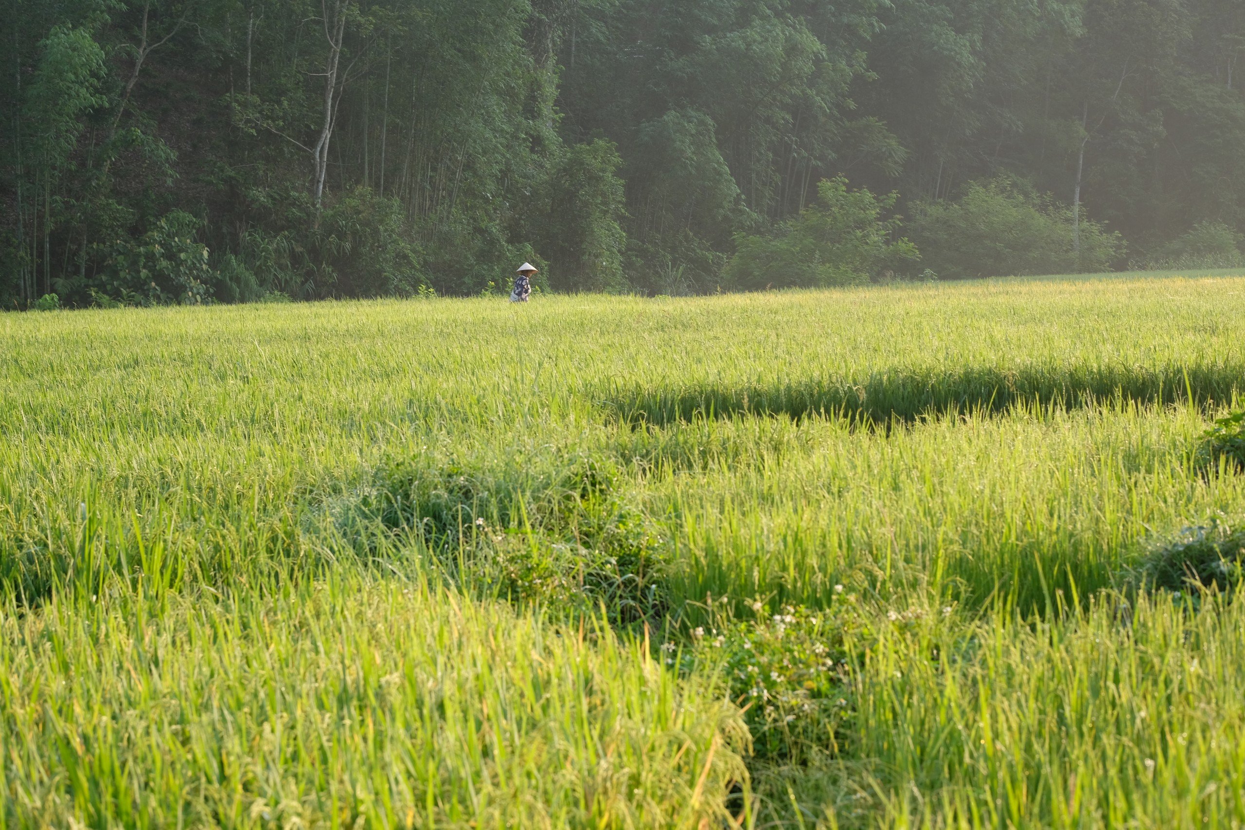Khi đàn tôm, cá trở về bơi lội tung tăng trên các dòng suối trên bản Bướt
