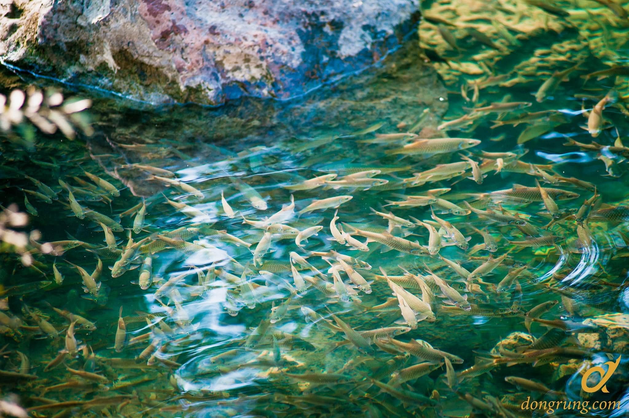 BẢN LÀNG QUY ƯỚC BẮT MỘT CON CÁ SUỐI PHẠT 20KG THÓC